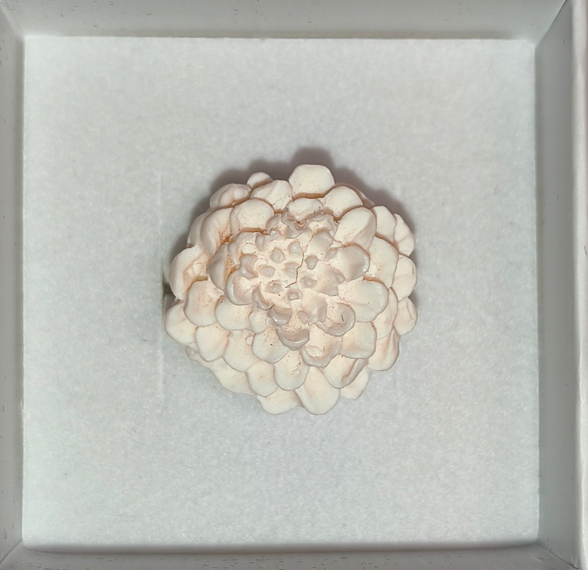 Anillo Dalias